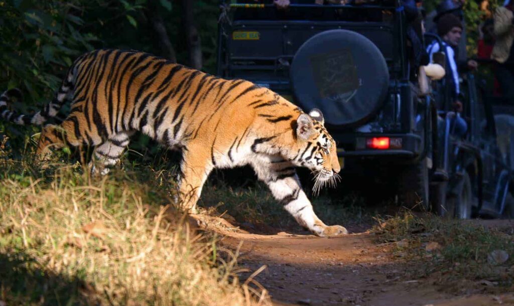 book safari in india
